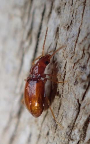 Porotachys bisulcatus